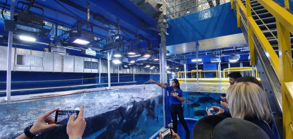 Behind the scenes tour – Dubai Aquarium & Underwater Zoo Review