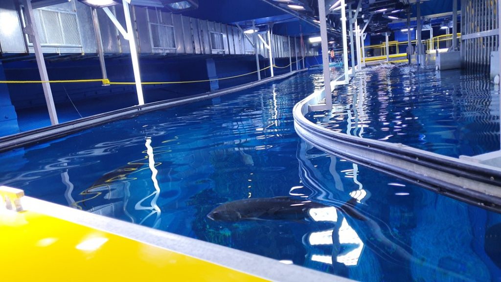 Glass Bottom Boat Ride – The Dubai Aquarium & Underwater Zoo Review