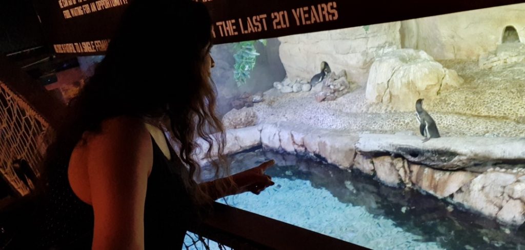 Penguins – The Dubai Aquarium & Underwater Zoo Review